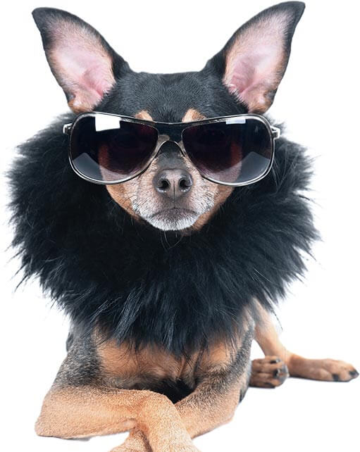 Fashionable dog in shades