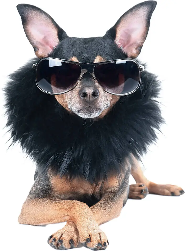 Fashionable dog in shades